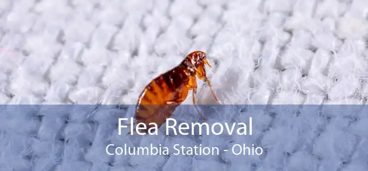 Flea Removal Columbia Station - Ohio