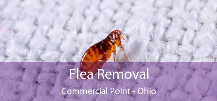 Flea Removal Commercial Point - Ohio