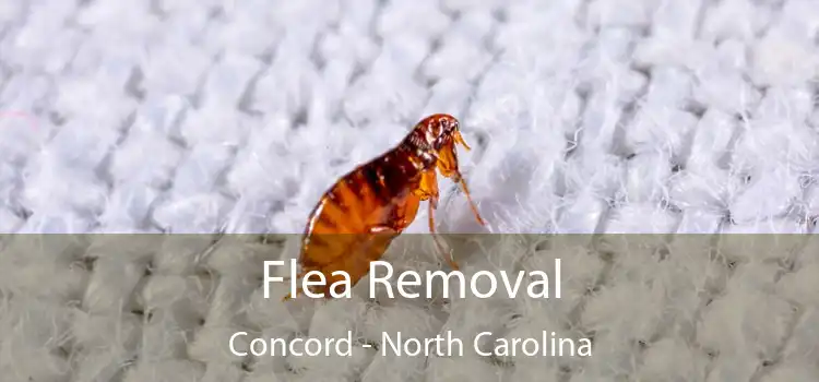 Flea Removal Concord - North Carolina