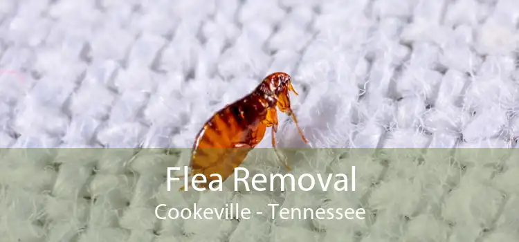 Flea Removal Cookeville - Tennessee