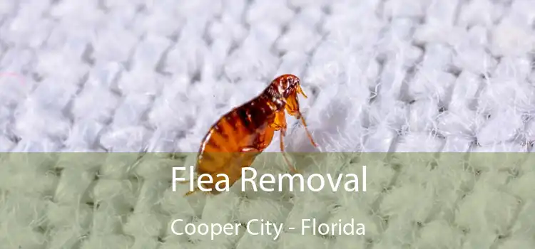 Flea Removal Cooper City - Florida
