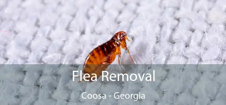 Flea Removal Coosa - Georgia