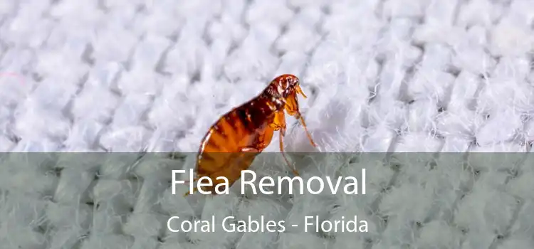 Flea Removal Coral Gables - Florida