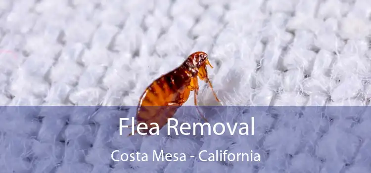 Flea Removal Costa Mesa - California