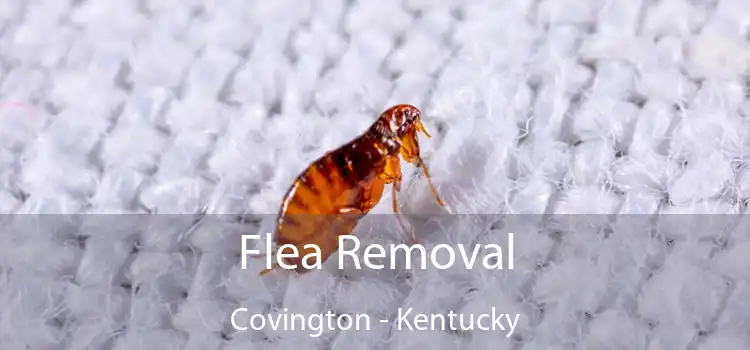 Flea Removal Covington - Kentucky