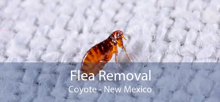 Flea Removal Coyote - New Mexico
