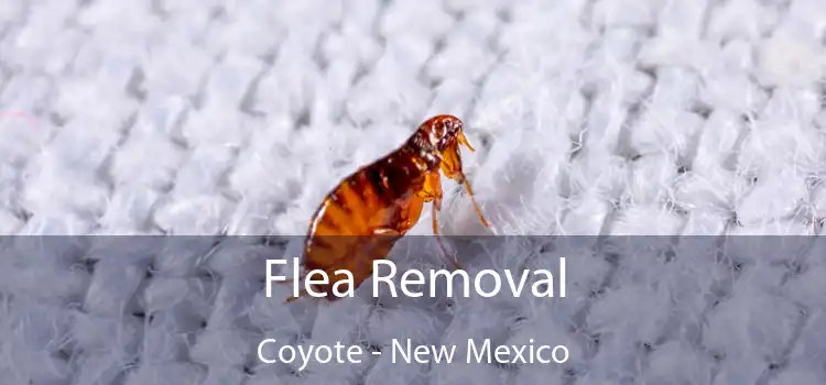 Flea Removal Coyote - New Mexico