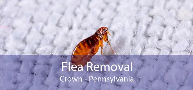 Flea Removal Crown - Pennsylvania