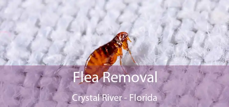 Flea Removal Crystal River - Florida