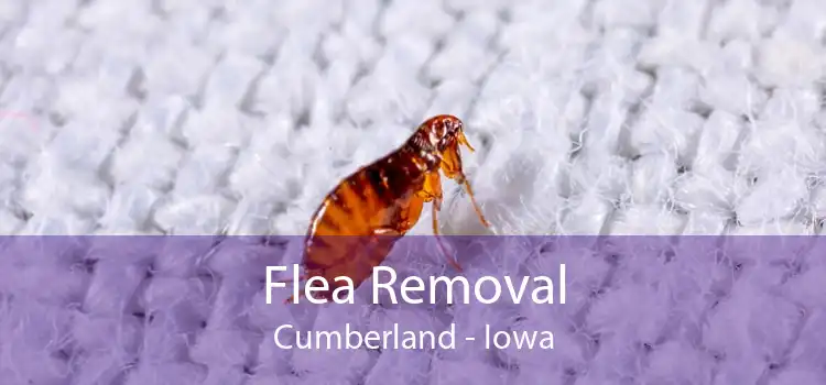 Flea Removal Cumberland - Iowa