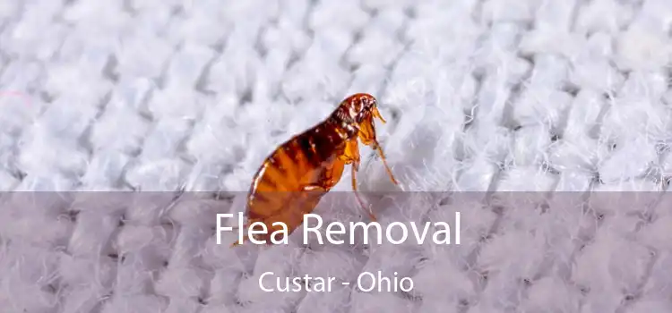 Flea Removal Custar - Ohio