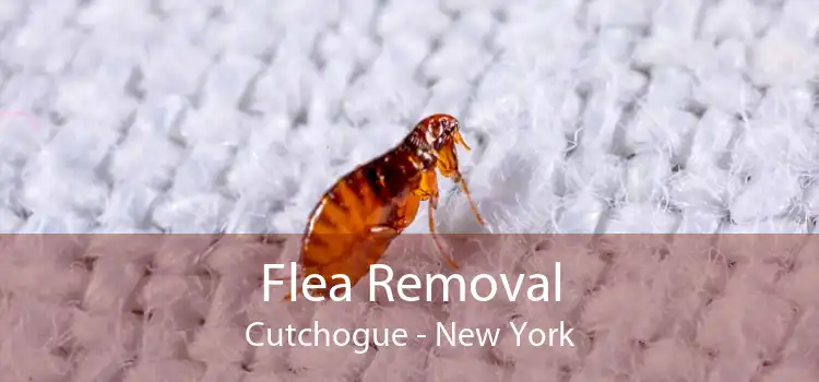 Flea Removal Cutchogue - New York