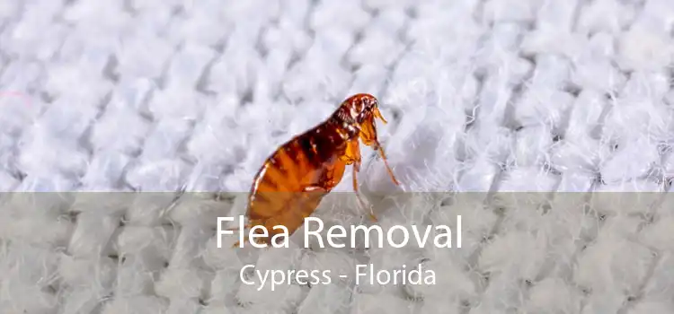 Flea Removal Cypress - Florida