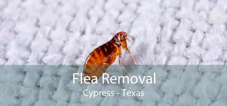 Flea Removal Cypress - Texas