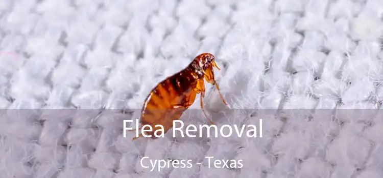 Flea Removal Cypress - Texas