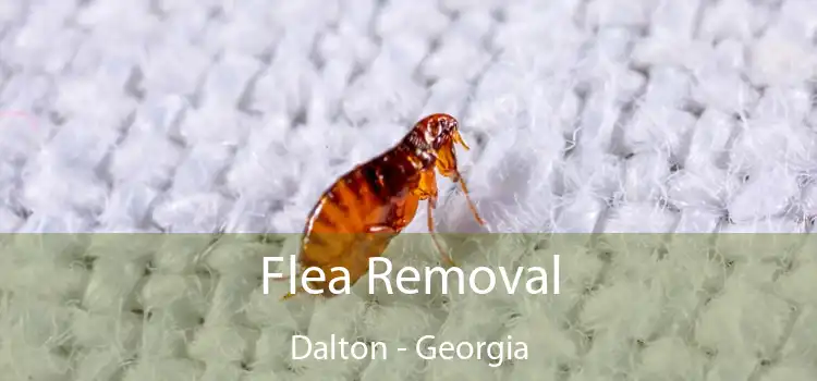 Flea Removal Dalton - Georgia