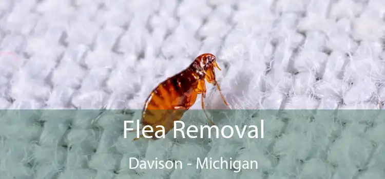 Flea Removal Davison - Michigan