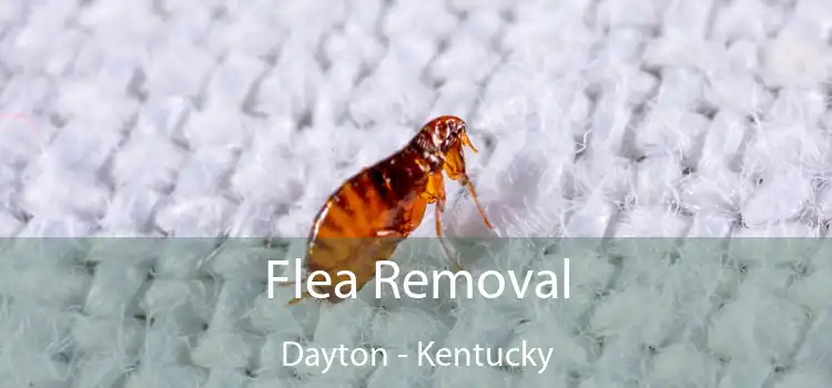 Flea Removal Dayton - Kentucky