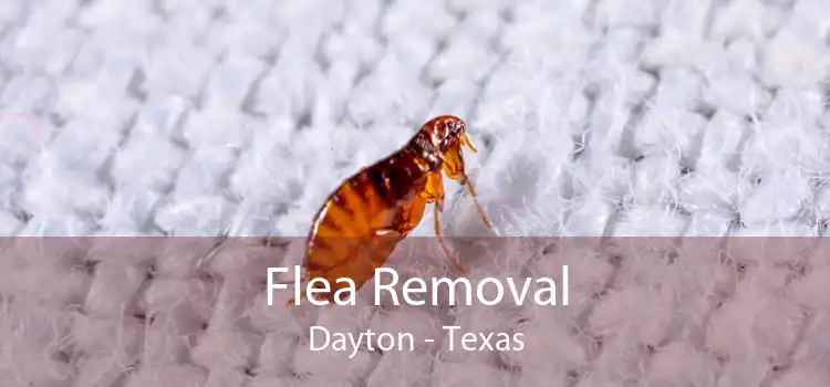 Flea Removal Dayton - Texas