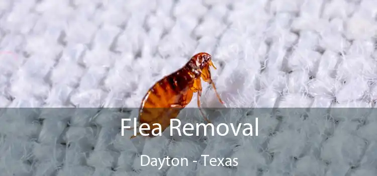 Flea Removal Dayton - Texas