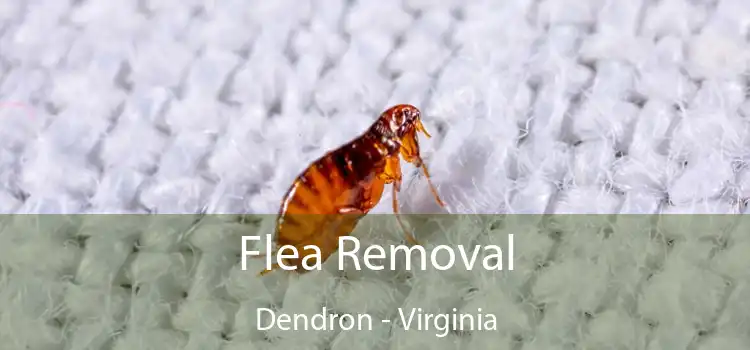 Flea Removal Dendron - Virginia