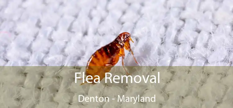 Flea Removal Denton - Maryland