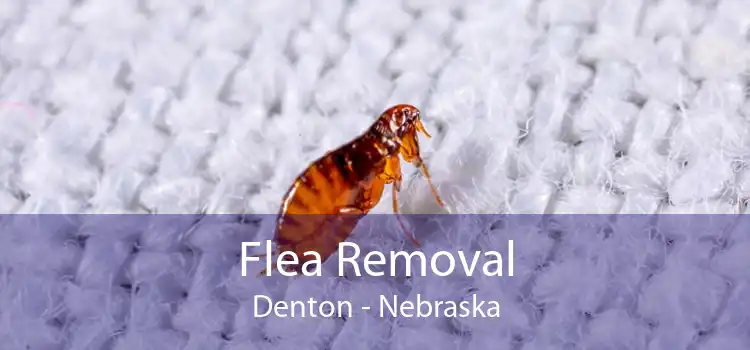 Flea Removal Denton - Nebraska
