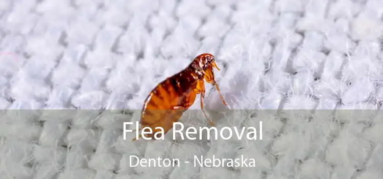 Flea Removal Denton - Nebraska