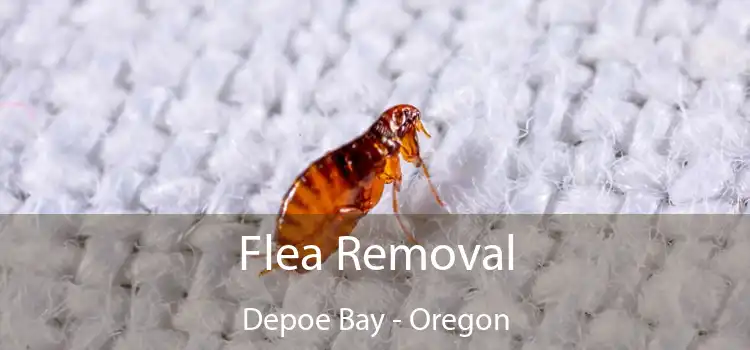 Flea Removal Depoe Bay - Oregon