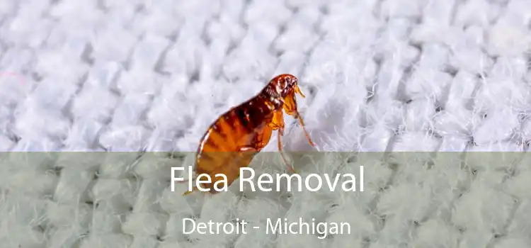 Flea Removal Detroit - Michigan