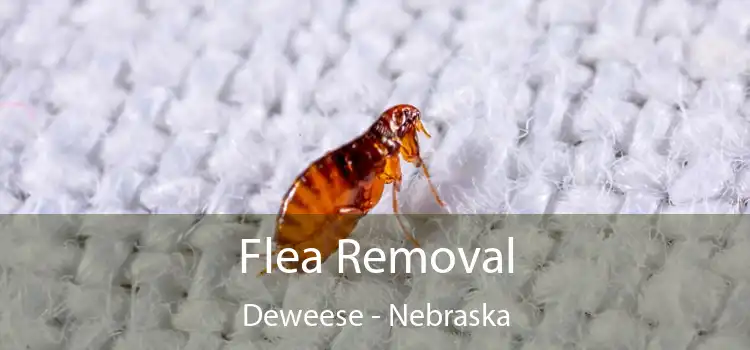 Flea Removal Deweese - Nebraska