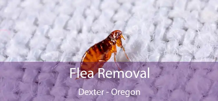 Flea Removal Dexter - Oregon