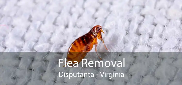 Flea Removal Disputanta - Virginia