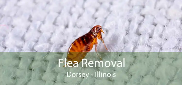 Flea Removal Dorsey - Illinois