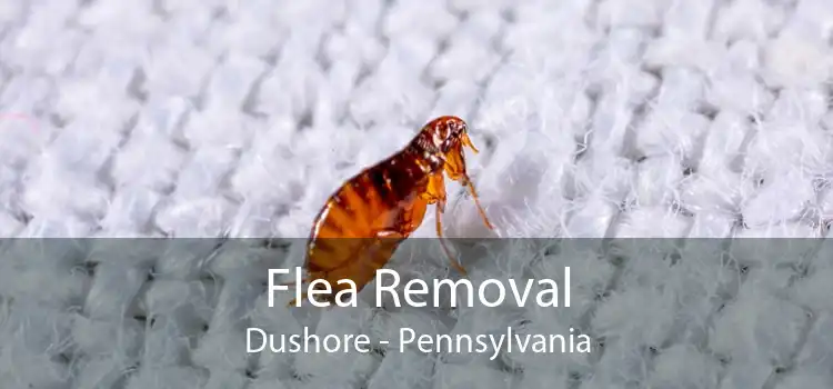 Flea Removal Dushore - Pennsylvania