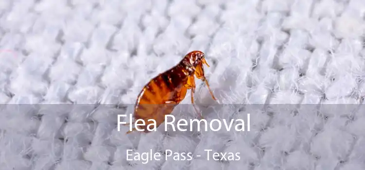 Flea Removal Eagle Pass - Texas