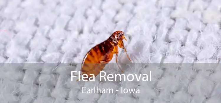 Flea Removal Earlham - Iowa
