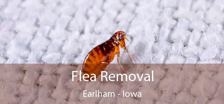 Flea Removal Earlham - Iowa