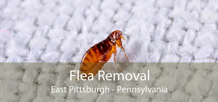 Flea Removal East Pittsburgh - Pennsylvania