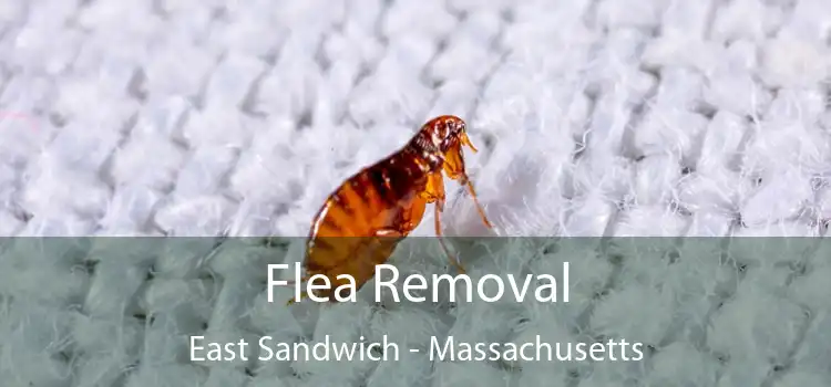 Flea Removal East Sandwich - Massachusetts