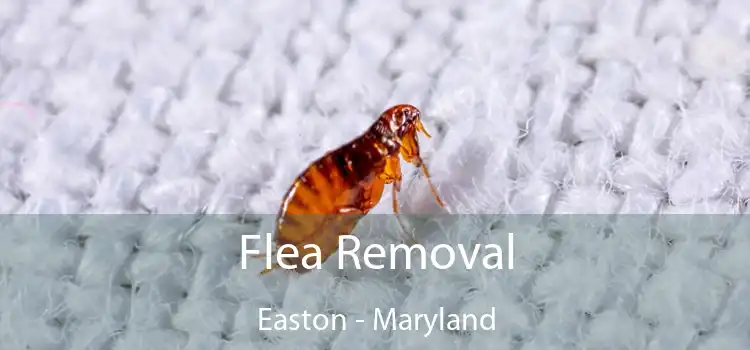 Flea Removal Easton - Maryland