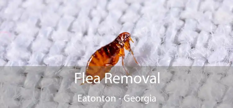 Flea Removal Eatonton - Georgia