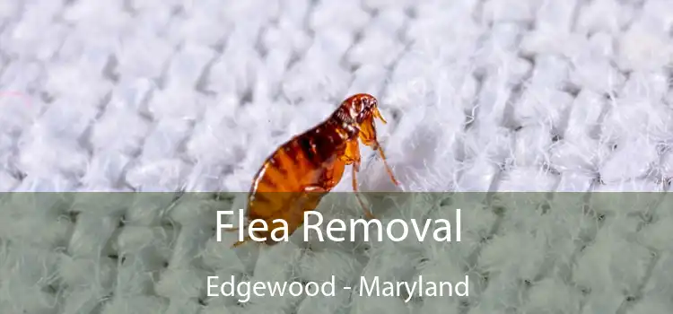 Flea Removal Edgewood - Maryland