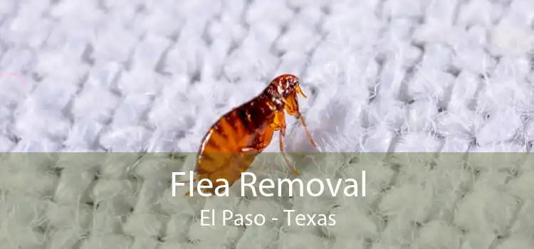 Flea Removal El Paso - Texas