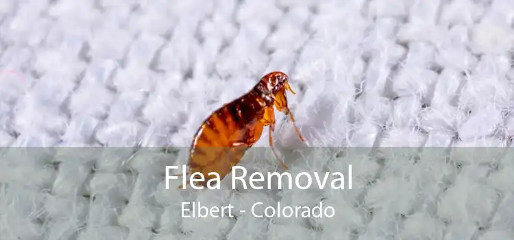 Flea Removal Elbert - Colorado
