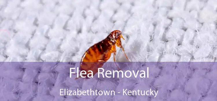 Flea Removal Elizabethtown - Kentucky