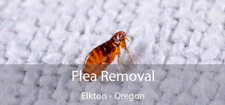 Flea Removal Elkton - Oregon