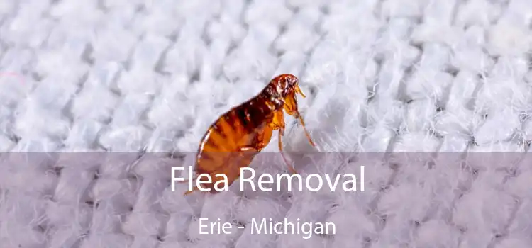 Flea Removal Erie - Michigan