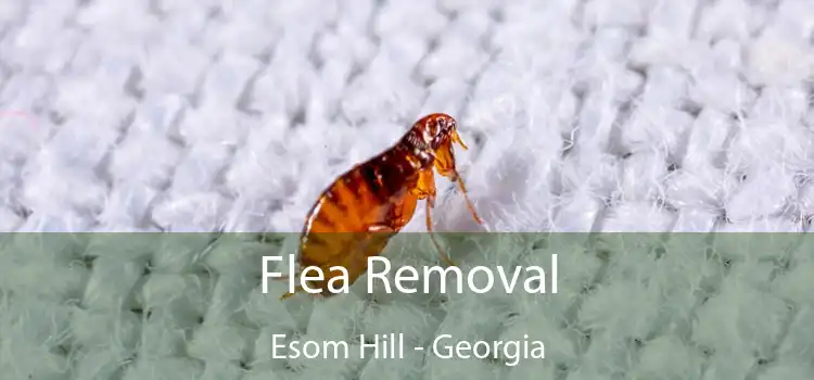 Flea Removal Esom Hill - Georgia