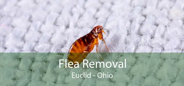 Flea Removal Euclid - Ohio